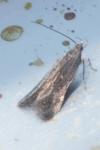 Anacampsis