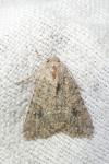 Anarta trifolii