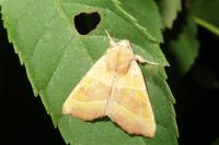 Atethmia centrago