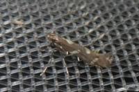 Calybites phasianipennella
