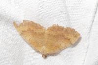 Camptogramma bilineata