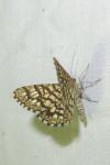 Chiasmia clathrata