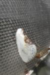 Cilix glaucata