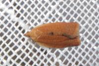Clepsis consimilana