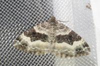 Epirrhoe alternata