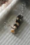 Etainia