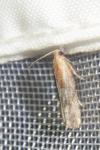 Eucosma