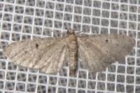 Eupithecia virgaureata