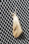 Evergestis forficalis