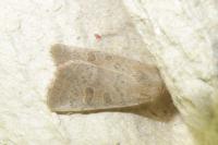 Hoplodrina