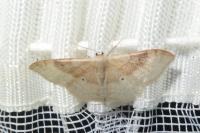 Idaea degeneraria