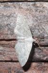 Idaea seriata