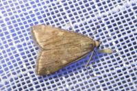 Loxostege sticticalis