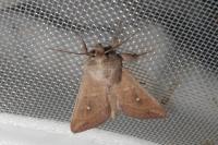 Mythimna albipuncta