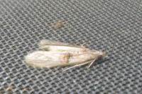Nephopterix angustella