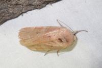 Noctua fimbriata