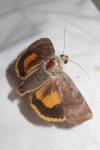 Noctua janthe