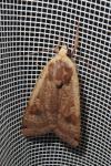 Noctua pronuba