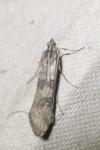 Nomophila noctuella