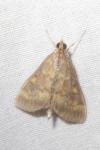 Ostrinia nubilalis/scapulalis