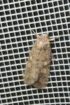 Spodoptera exigua