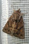 Thalpophila matura