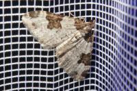 Xanthorhoe fluctuata