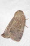 Xestia xanthographa