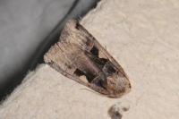 Xestia c-nigrum