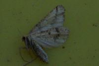 Aspitates ochrearia