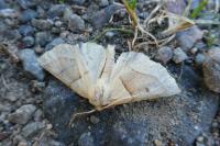 Crocallis elinguaria