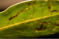 Bucculatrix maritima