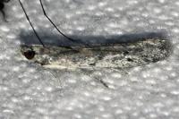 Phycitodes albatella