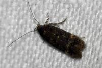 Bryotropha affinis
