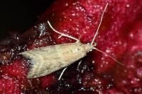 Ephestia woodiella