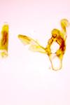 Ephestia woodiella
