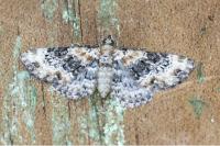 Eupithecia linariata/pulchellata