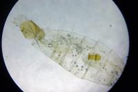 Bryotropha terrella