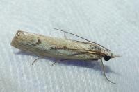 Agriphila geniculea