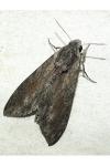 Agrius convolvuli