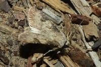 Agrotis puta