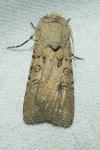 Agrotis segetum