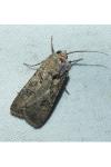 Agrotis segetum