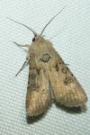 Agrotis segetum