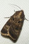Agrotis trux