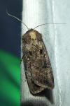 Agrotis trux