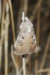 Agrotis trux