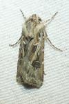 Agrotis vestigialis