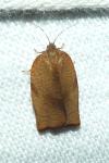 Cacoecimorpha pronubana