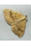 Camptogramma bilineata